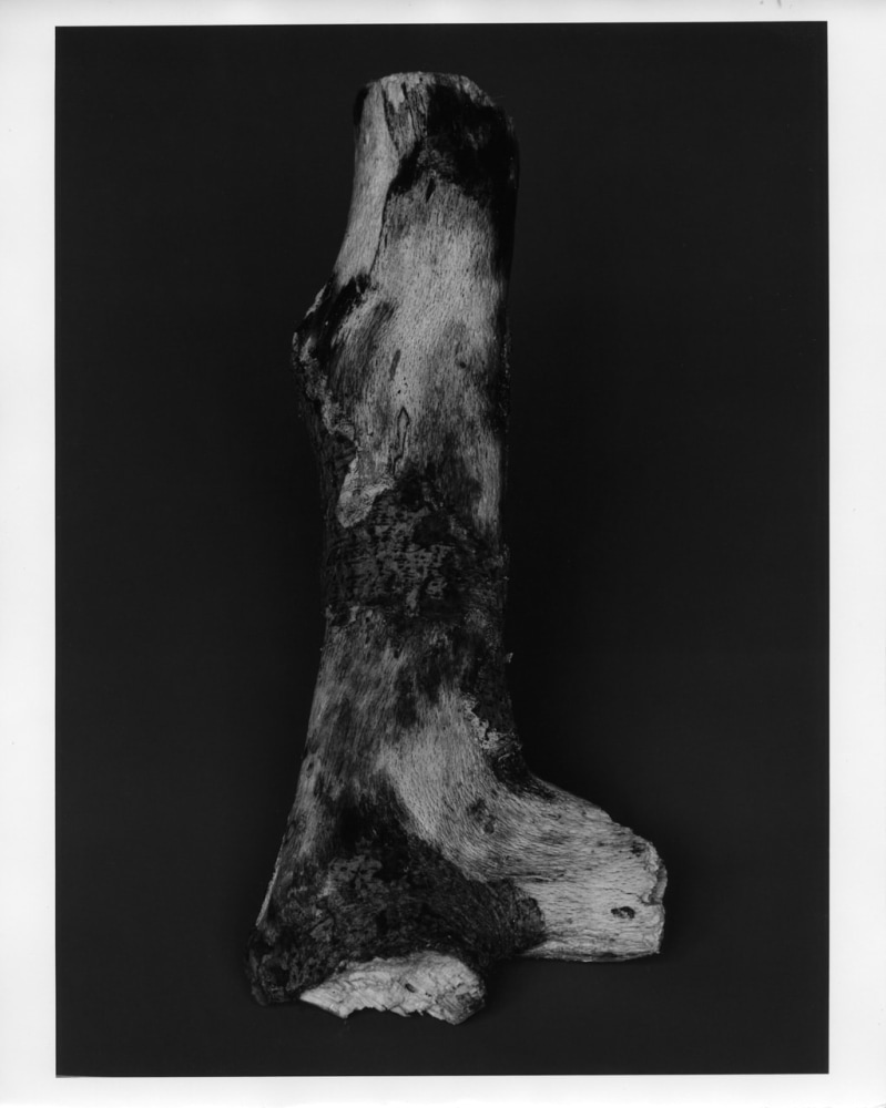 Peter Campus &quot;Siren&quot; 1988 Silverprint photograph 39&quot; x 29 1/2&quot;