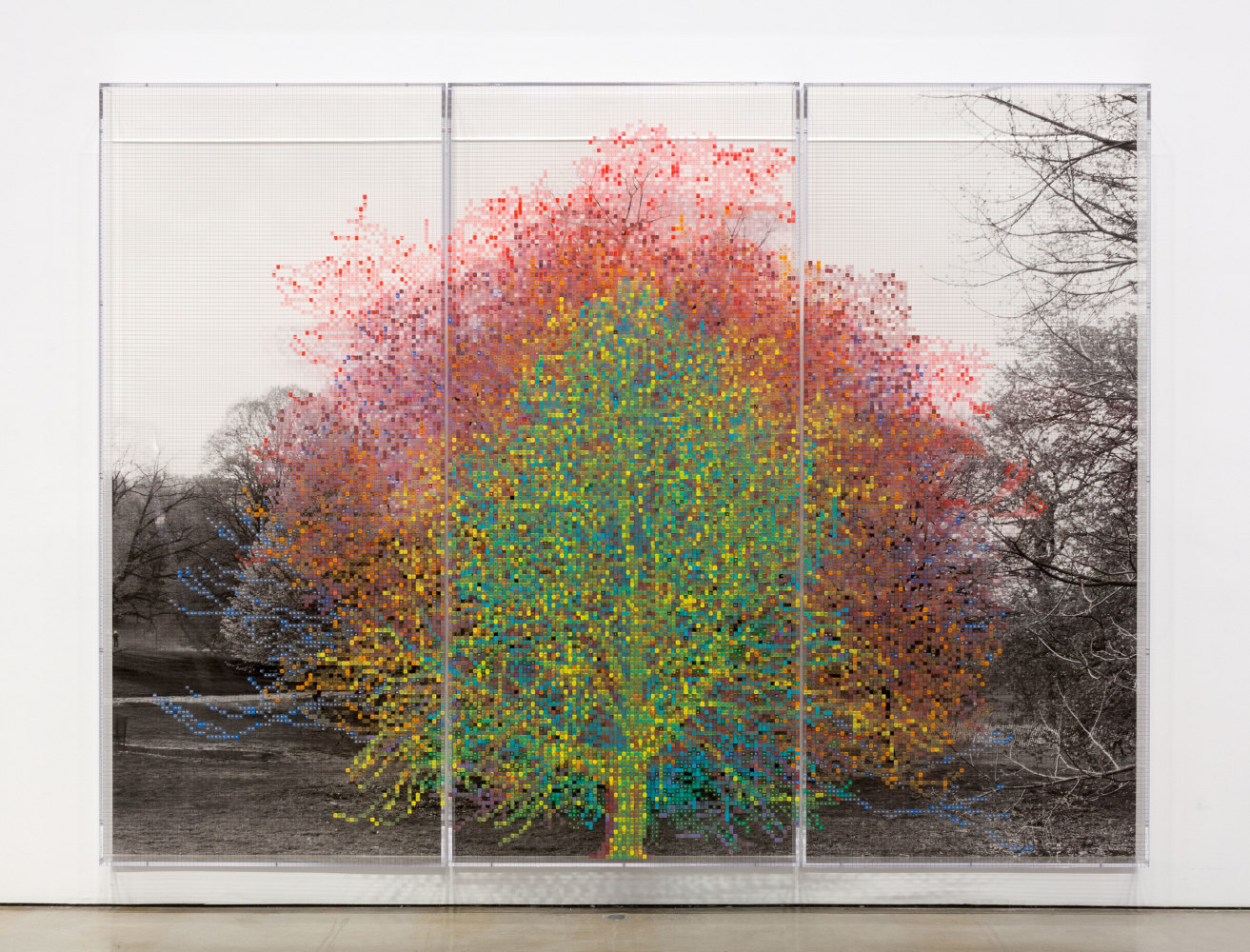 Charles Gaines Numbers and Trees, Central Park, Series I: Tree #8, Kristen, 2015 acrylic, ink jet print, plexiglass 2 panels each: 95 x 42 x 5.75 in. (241.3 x 106.7 x 14.6 cm) center panel 95 x 42 1/2  x 5.75 in. (241.3 x 108 x 14.6 cm) overall: 95 x 126.5 x 5.75 in. (241.3 x 321.3 x 14.6 cm)