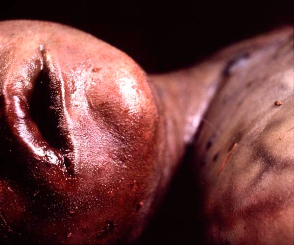 Andres Serrano &quot;The Morgue (Death by Drowining II)&quot; 1992 Cibachrome, silicone, plexi-glass, wood frame 49 1/2&quot; x 60&quot;