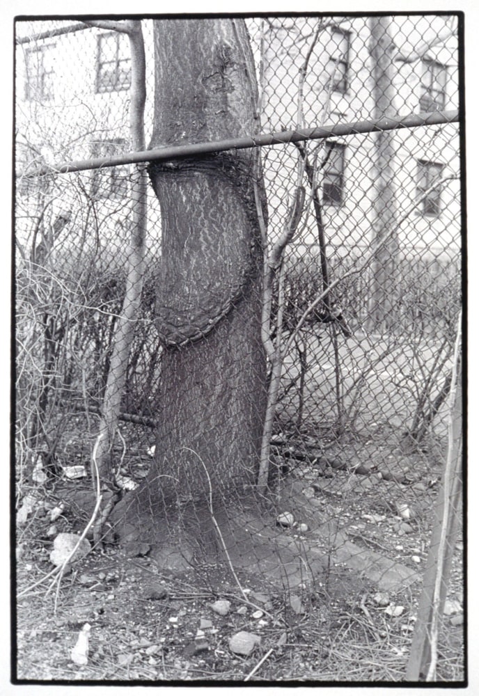 Zoe Leonard "Tree + Fence, Pitt St." 1998 1998 Gelatin silver print