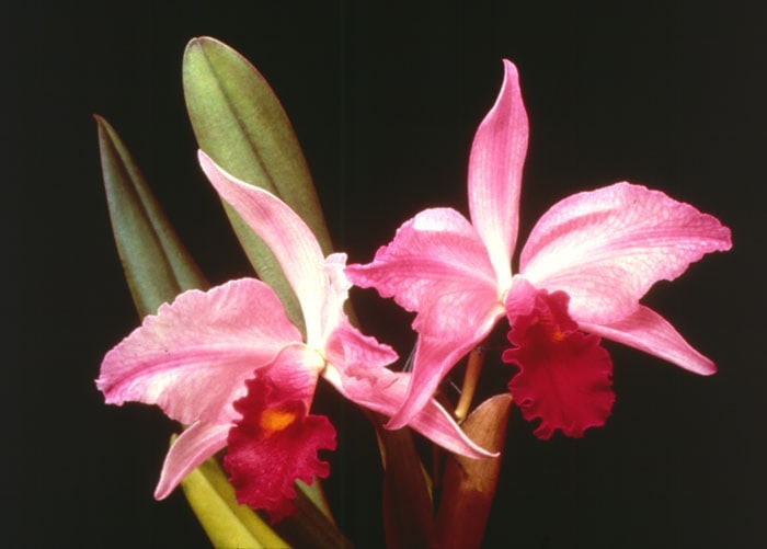 Sherrie Levine "Gottscho-Schleisner Orchids: 5" 1964-97 c-prints 18 x 20 in.