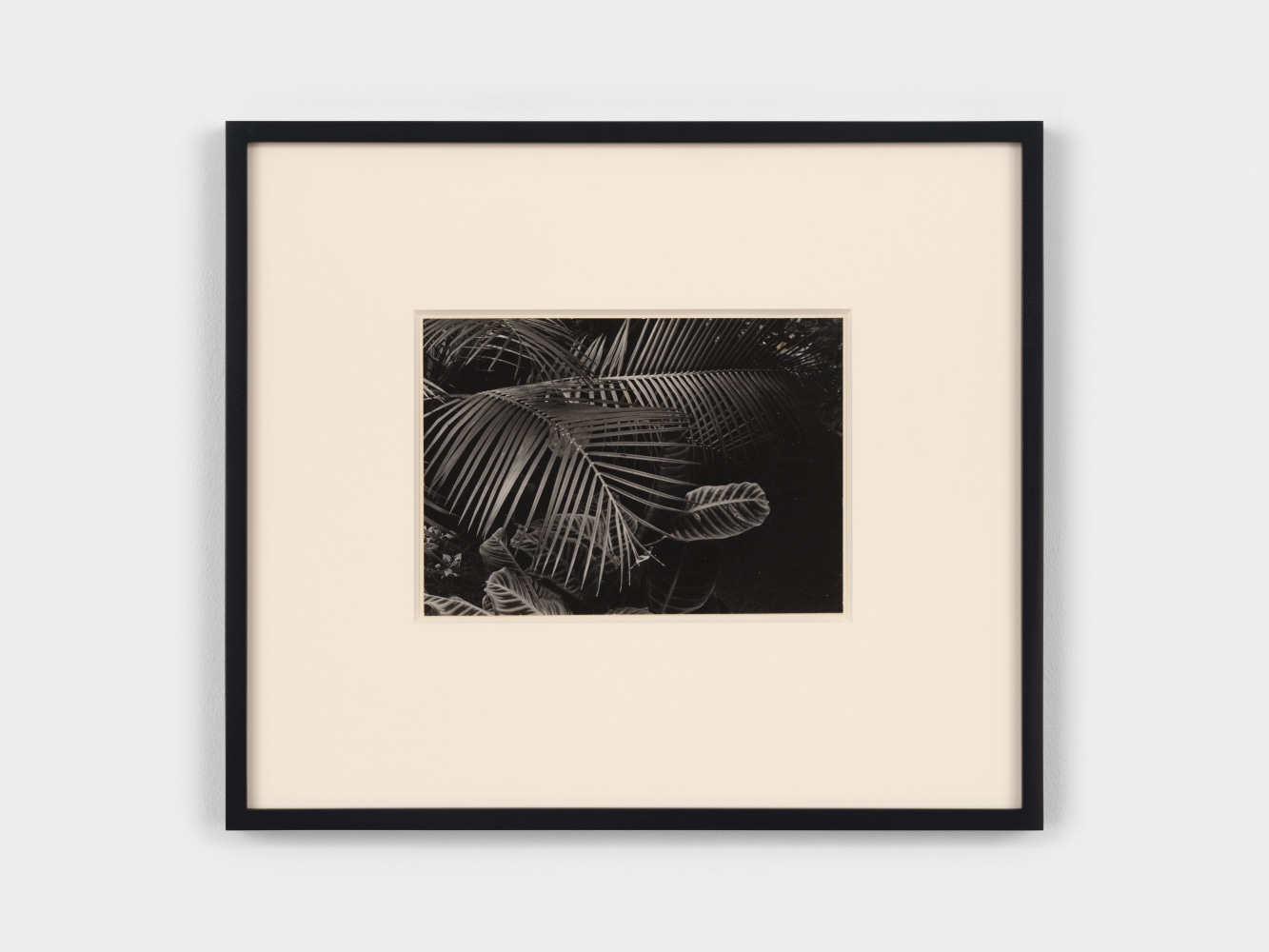 Jay DeFeo
Untitled, 1972
gelatin silver print
6 3/4 x 9 1/2 inches (17.1 x 24.1 cm)
frame: 16 1/4 x 18 3/4 x 1 1/4 in. (41.3 x 47.6 x 3.2 cm)