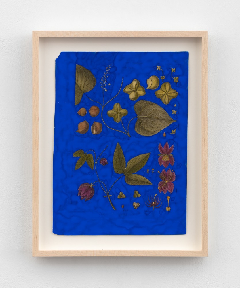 Terry Adkins
After Bonnaterre 97, 2013
gouache on botanical engraving
11 1/4 x 8 in. (28.6 x 20.3 cm)
frame: 13 3/4 x 10 1/8 x 1 1/4 in. (34.9 x 25.7 x 3.2 cm)