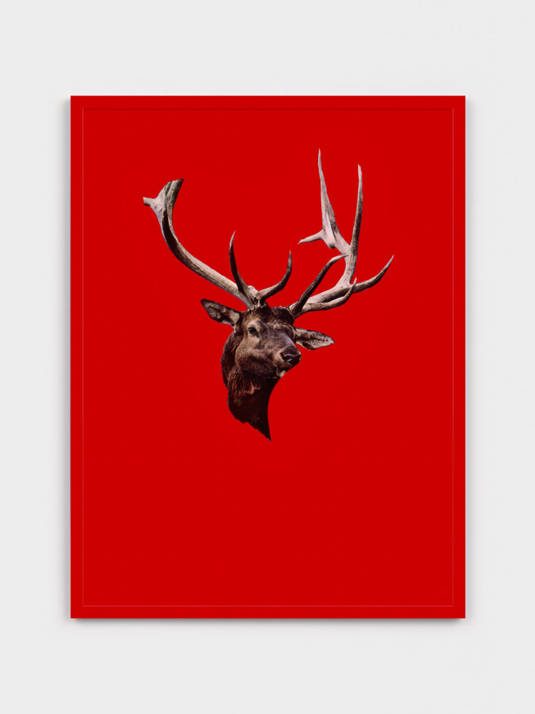Sarah Charlesworth Stag, 1983 - 1984 cibachrome with lacquered wood frame 41 x 31 in. (104.1 x 78.7 cm) Edition 3 of 3, 2AP blind-stamped using the artist’s embossing seal on the lower right corner of the print, with an estate label on the verso side.