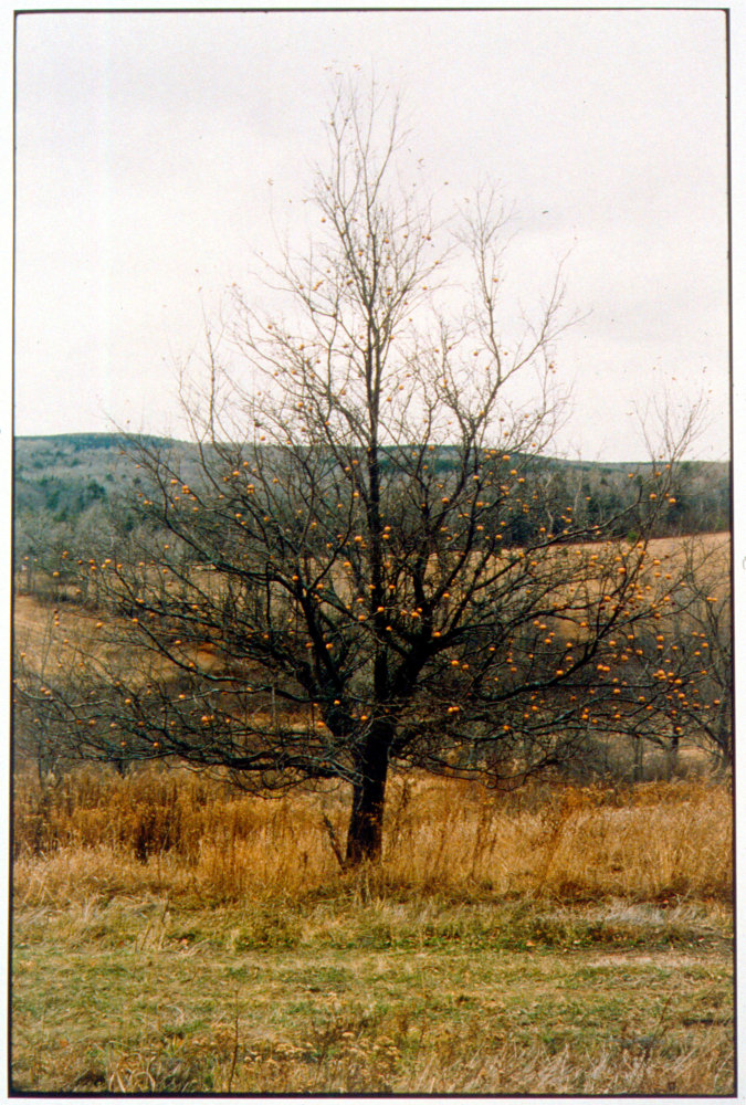 Zoe Leonard "Orange Apples" 2001/2002 C-print 23 x 15 3/8 in.