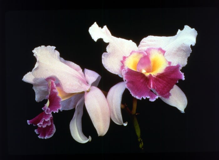 Sherrie Levine "Gottscho-Schleisner Orchids: 8" 1964-97 c-prints 18 x 20 in.