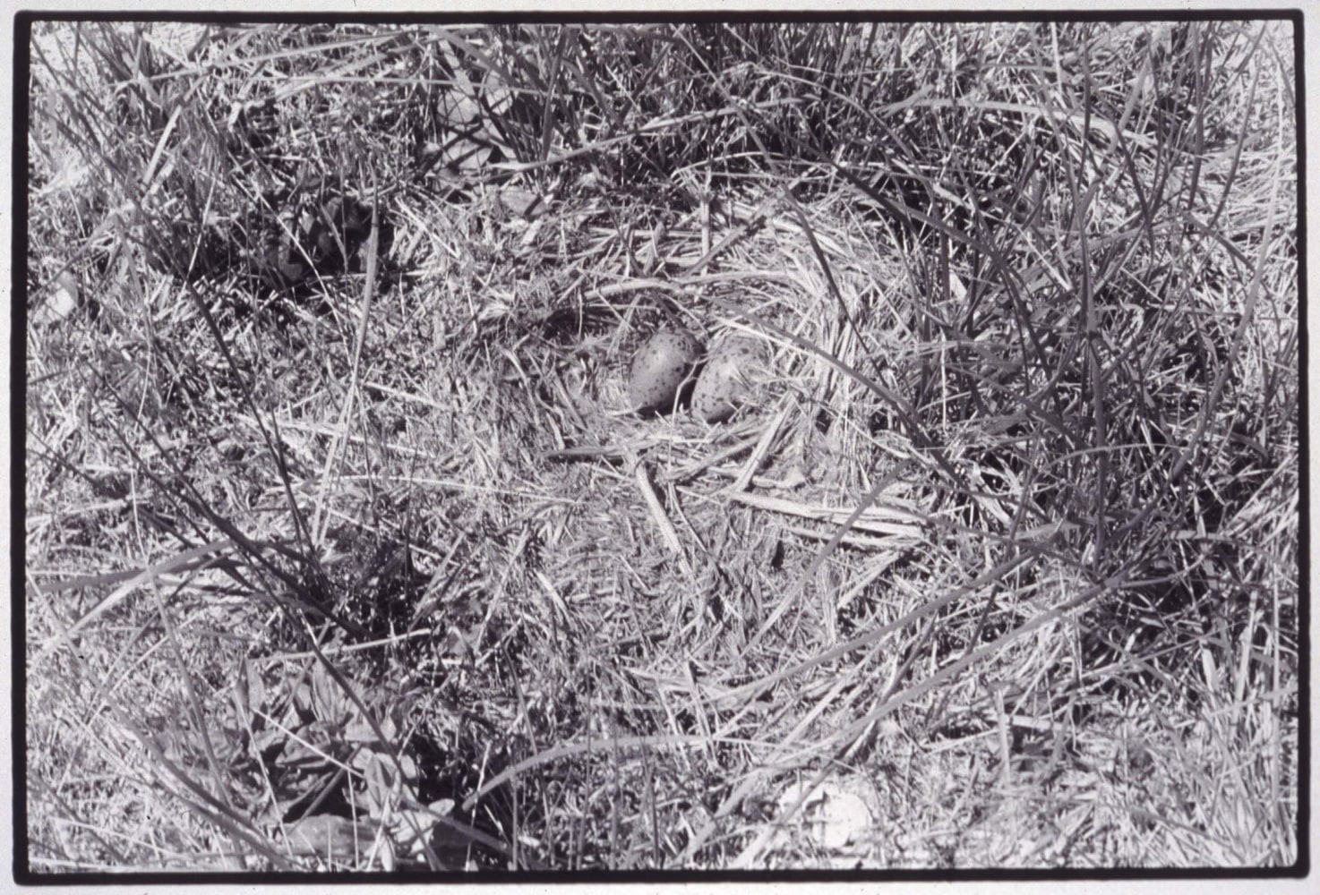 Zoe Leonard "Nest no. 5" 1994/98 Gelatin silver print 11 1/2" x 16 7/8"
