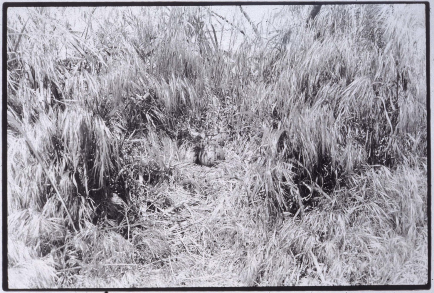 Zoe Leonard "Nest no. 2" 1994/97 Gelatin silver print 11 1/2" x 17 1/8"