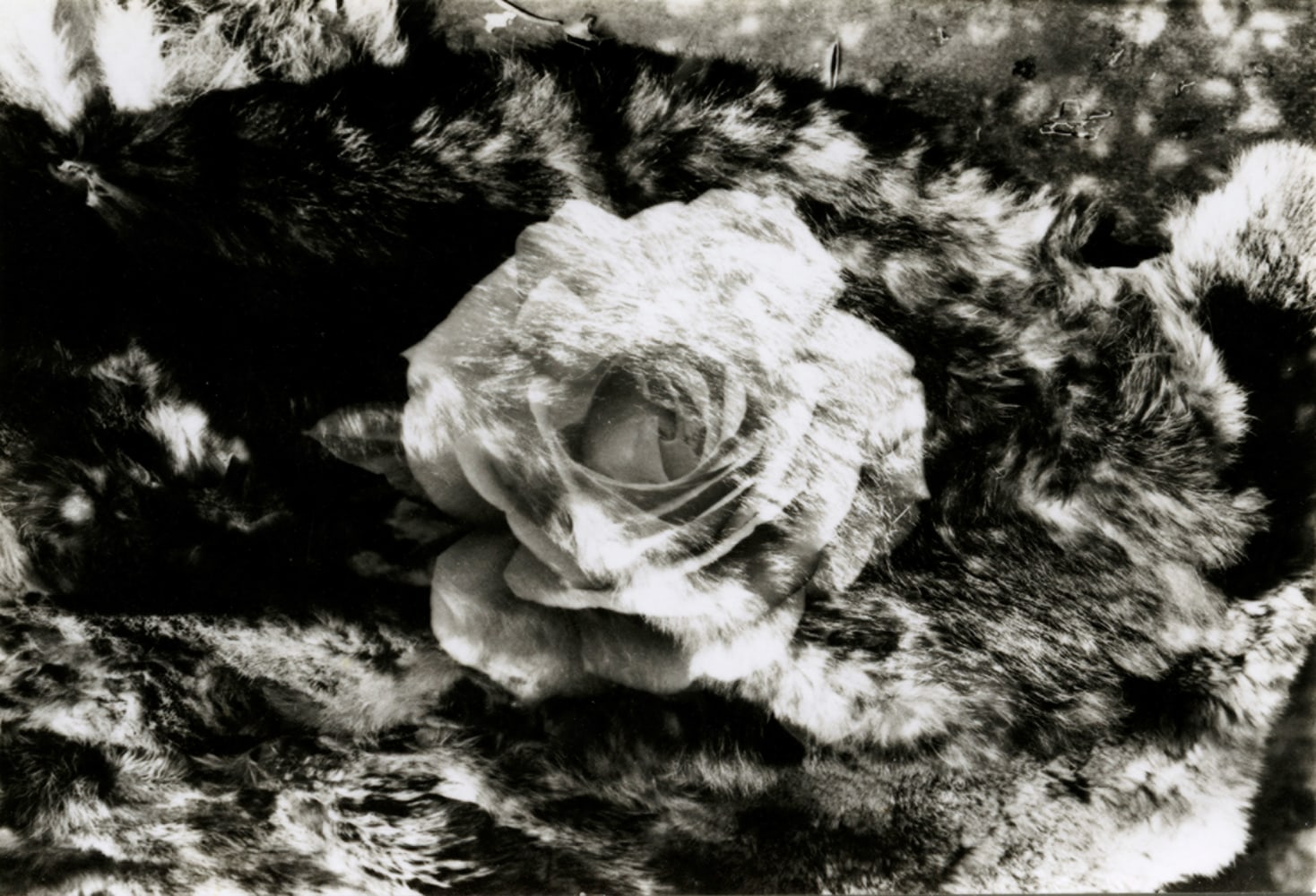 Jay DeFeo Untitled, 1972 gelatin silver print 2 3/4 x 4 1/16 in. (7 x 10.3 cm)