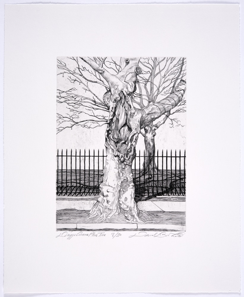Driggs Avenue Plane Tree
David Barthold,&amp;nbsp;2017&amp;nbsp;

Engraving&amp;nbsp;
Paper Dimension: 16&amp;quot; x 19.5&amp;quot;
Plate Dimension: 11.875&amp;quot; x 8.75&amp;quot;
Edition of 30
$600

Published by the artist, Printed by Julia Samuels at Overpass Projects

PURCHASE