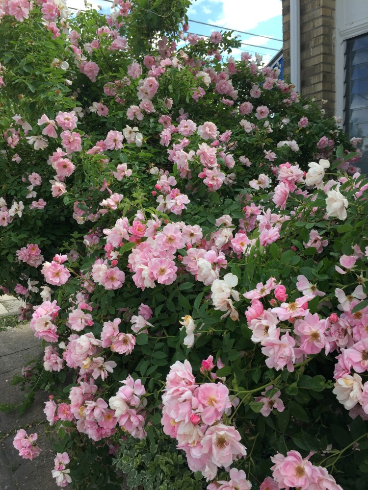 Jan's Garden: A Living Muse by Scott Noel