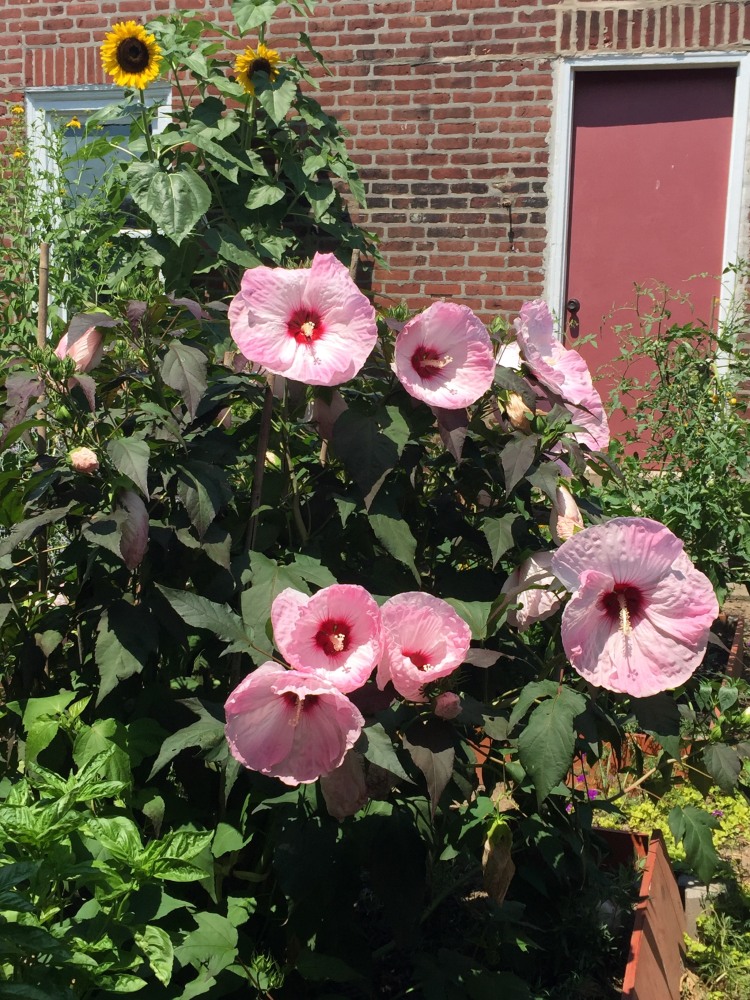 Jan's Garden: A Living Muse by Scott Noel