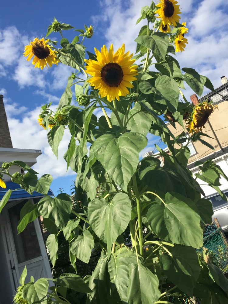 Jan's Garden: A Living Muse by Scott Noel