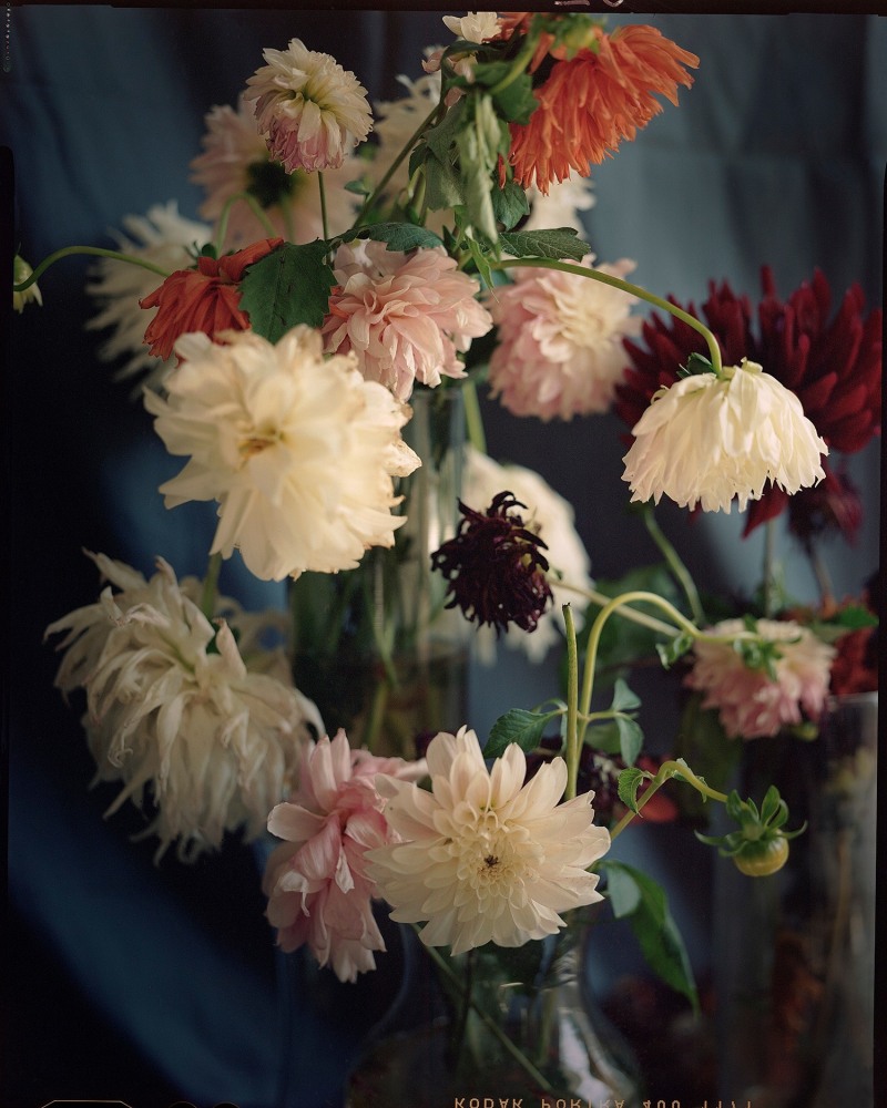 Lydia Panas, October Dahlias  46&quot; x 38&quot;  Archival Pigment Print