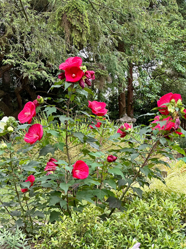 Jan's Garden: A Living Muse by Scott Noel