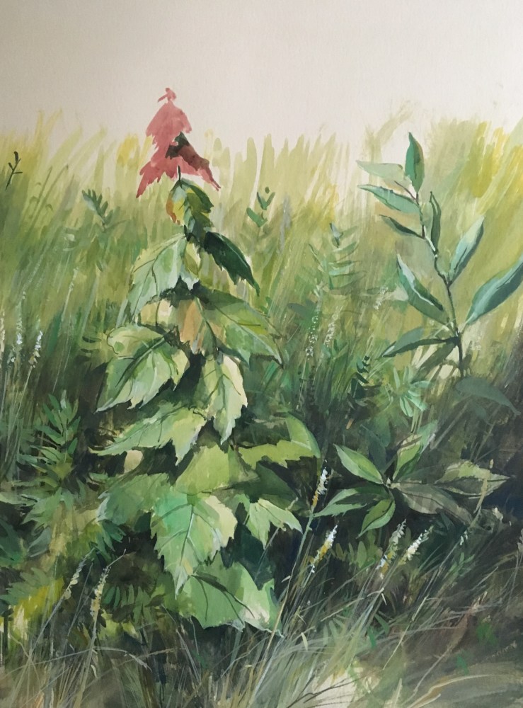 Douglas Martenson, Turning Red  22″ x 15″  Watercolor On Buff Paper