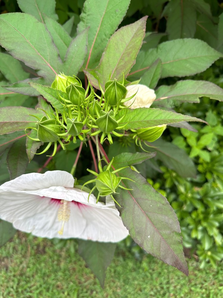 Jan's Garden: A Living Muse by Scott Noel