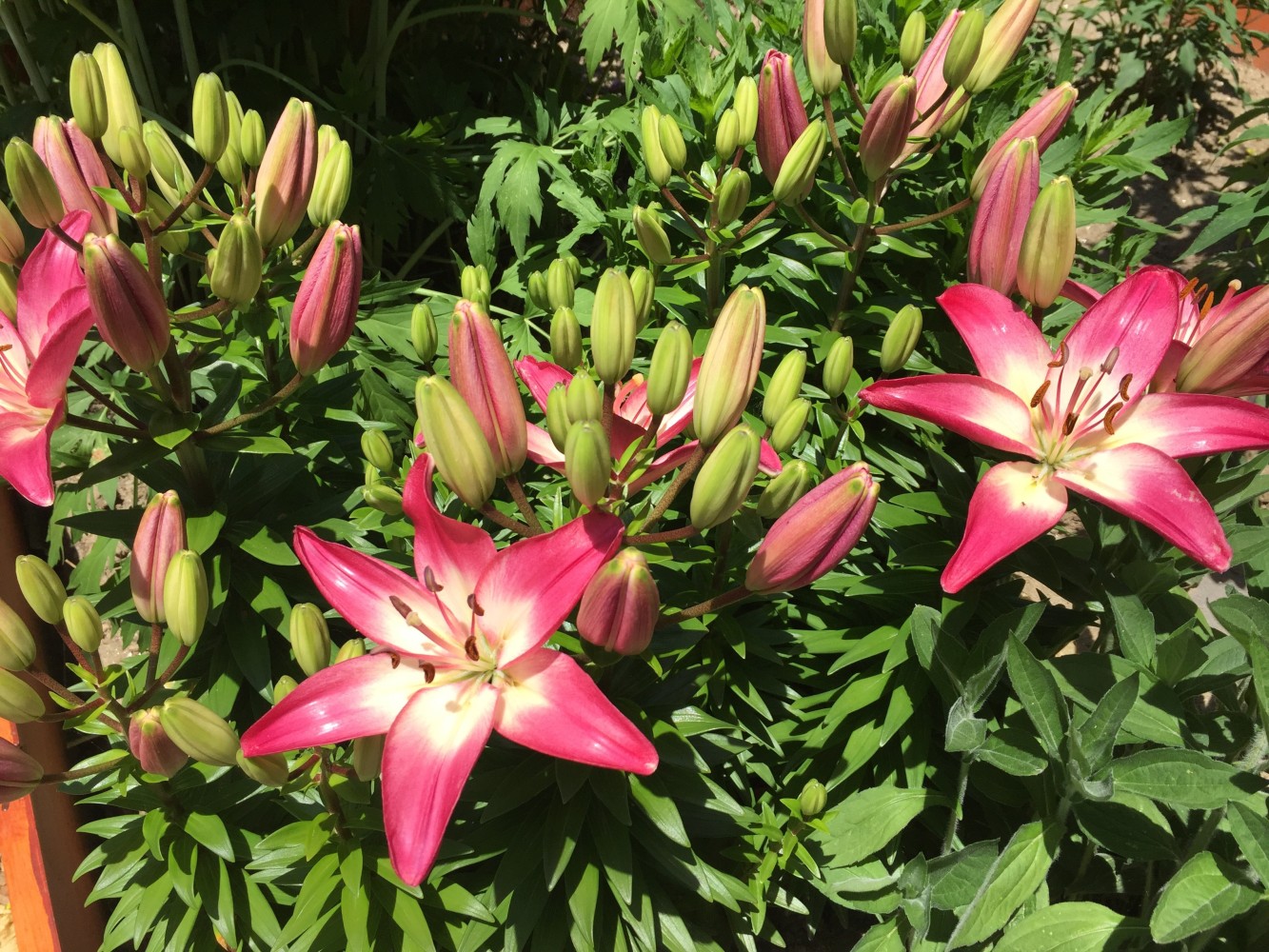 Jan's Garden: A Living Muse by Scott Noel