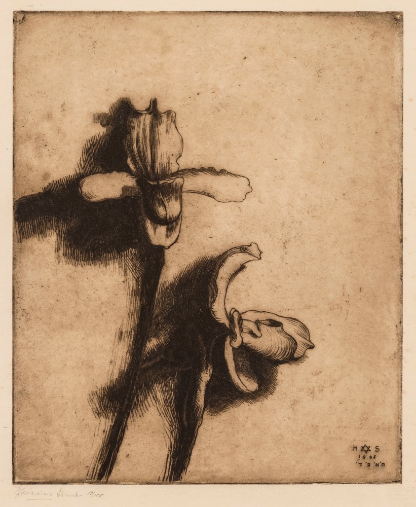 Hermann Struck, Two Orchids, 1905
Etching, 10.59 by 12.8 inches
(26.9 by 32.5 cm)
Framed: 17 1/2 x 22 3/4 inches
Edition 19 of 100
(Inv# HS2502.1)