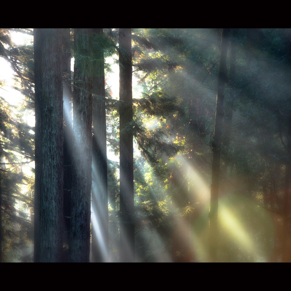 Morning In The Redwoods

Photography

24&amp;quot; x 40&amp;quot;

2018