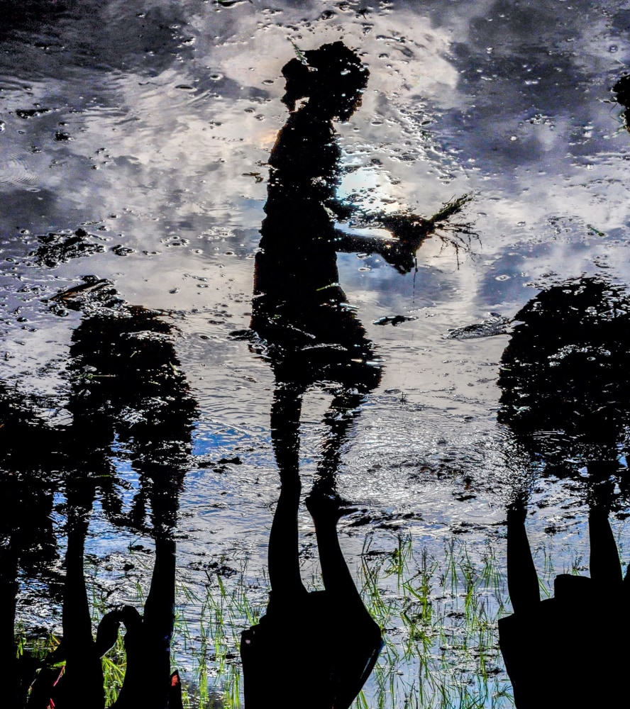 Nepal Reflection of Girl Planting Rice 

Photography

24&amp;quot; x 20&amp;quot; x 0&amp;quot;