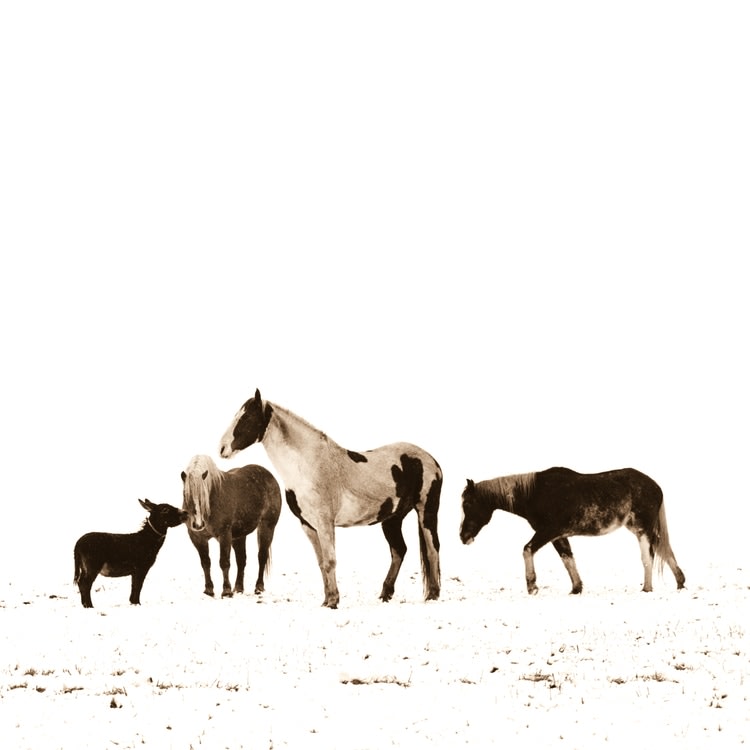 Horses and Donkey
White background is the natural snowy landscape, not retouched. Silver gelatin sepia toned darkroom photograph from large format film negative.
29&amp;quot; x 29&amp;quot;