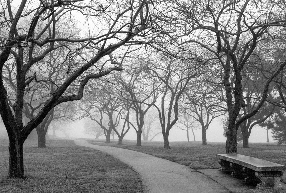 Foggy Morning Walk
Photography
20&amp;quot; x 16&amp;quot;
&amp;nbsp;