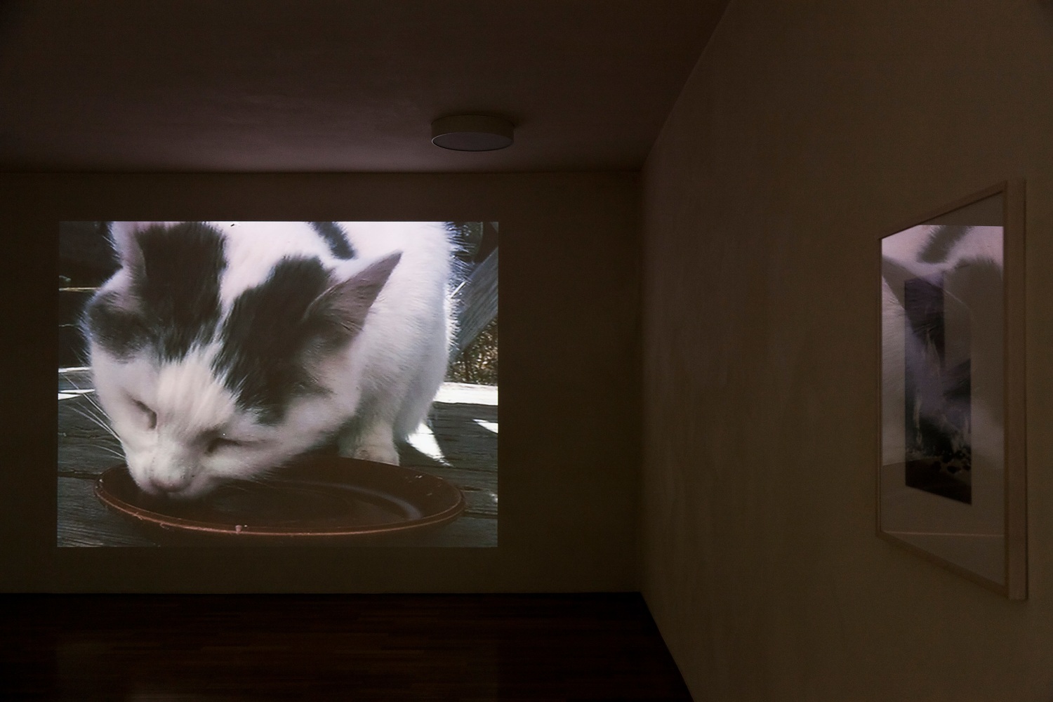 Installation view of video works by Peter Fischli and David Weiss