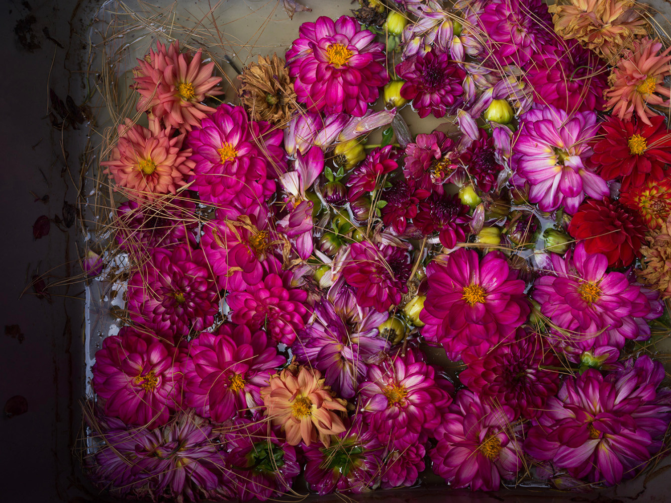 Pink Dahlias and Pine Needles (1724)