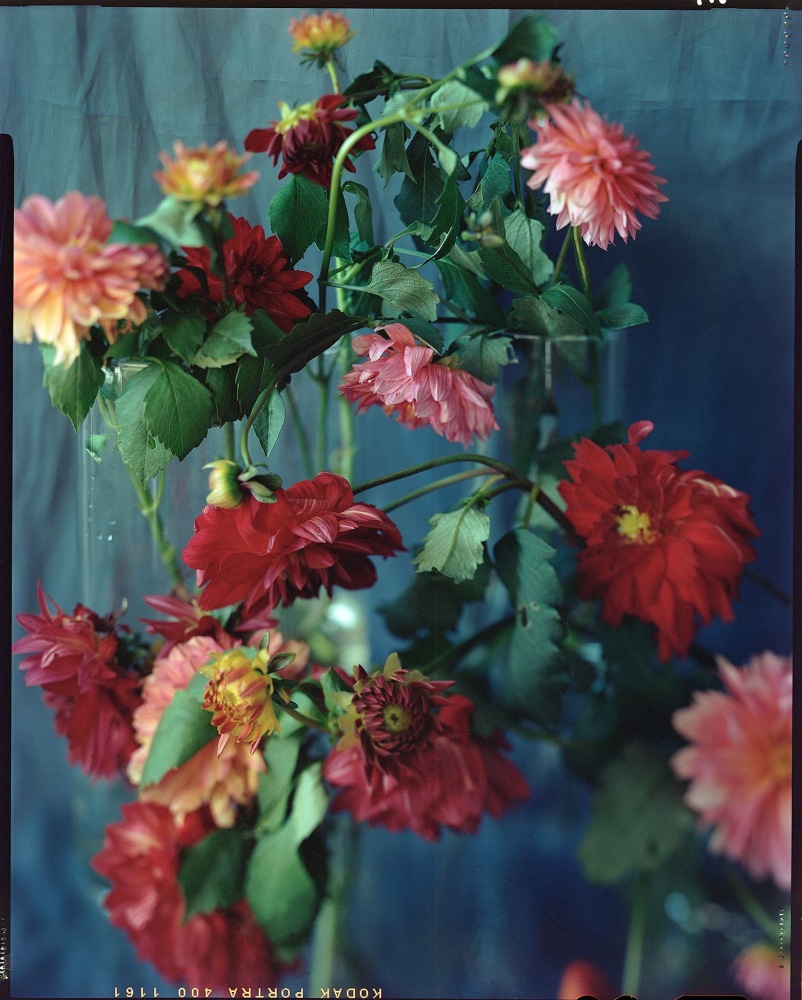 Last October Dahlias, IV  46&quot; x 38&quot; or 32&quot; x 26&quot;  Signed Archival Pigment Print  Edition of 5