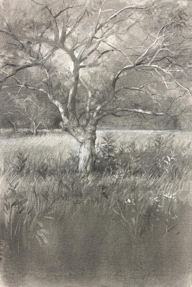 Apple Tree Maine  22&quot; x 15&quot;  Graphite and White Chalk