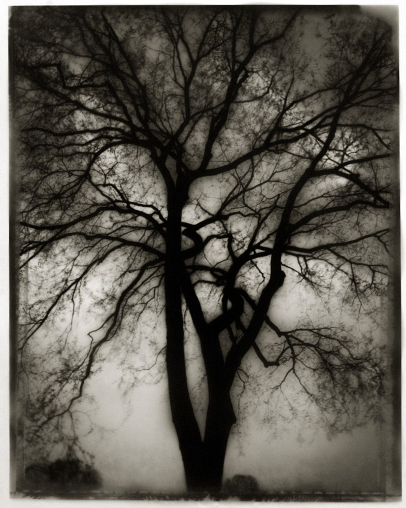 Ron Tarver, Night Tree  20.5&quot; x 16&quot;, Framed 32&quot; x 28&quot;  Toned Gelatin Silver Print