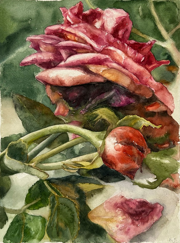 Rose With Bud  16.5&quot; x 12&quot;  Watercolor On D'Arches Paper