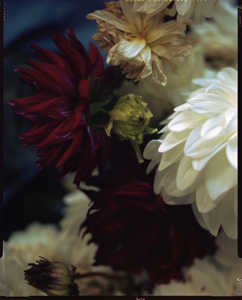 Red And White Blooms  46 x 38, or 32 x 26  Signed Archival Pigment Prints  Edition of 5