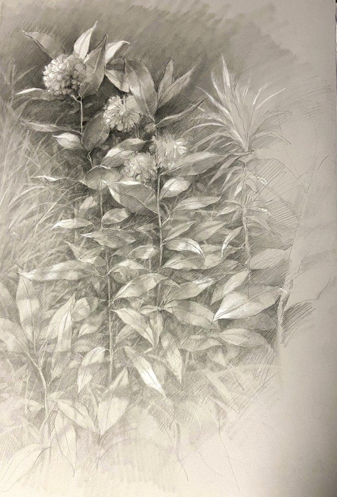 Milkweed Drawing  22&quot; x 15&quot;  Graphite and White Chalk