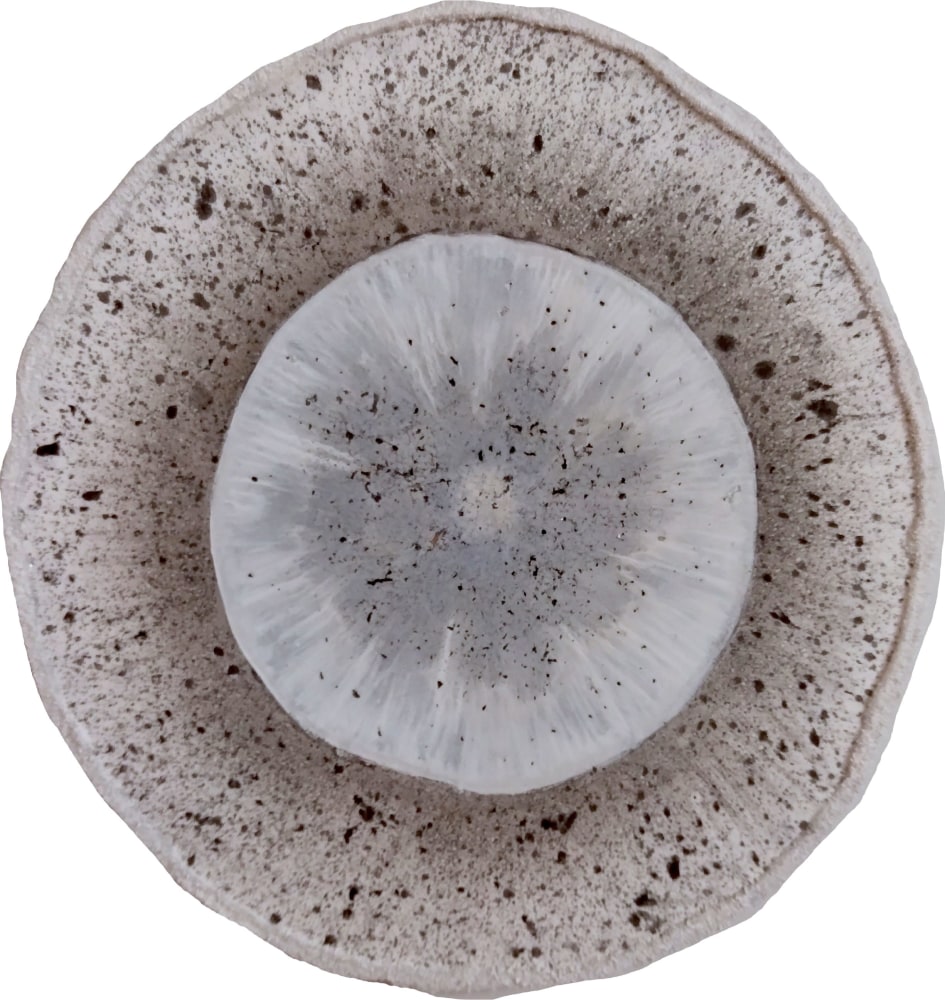 Emily Elliot, Frosted Specimen  6” Diameter  Plaster Monotype With Charcoal, Pigment And Sand