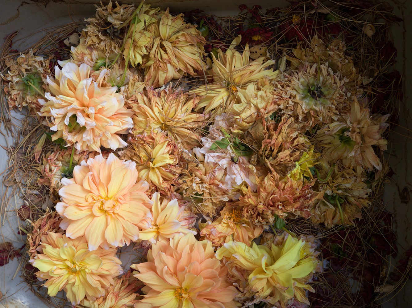 Orange and Cream Dahlias (2037)  34″ x 45″ or 24″ x 29″  Limited Edition Signed Archival Pigment Prints  Editions of 5