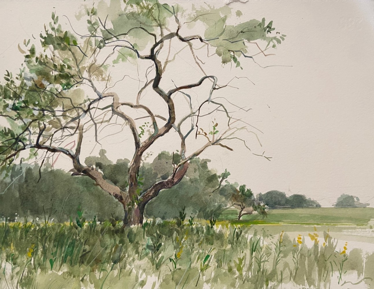 One Tree Maine  15&quot; x 11&quot;  Watercolor