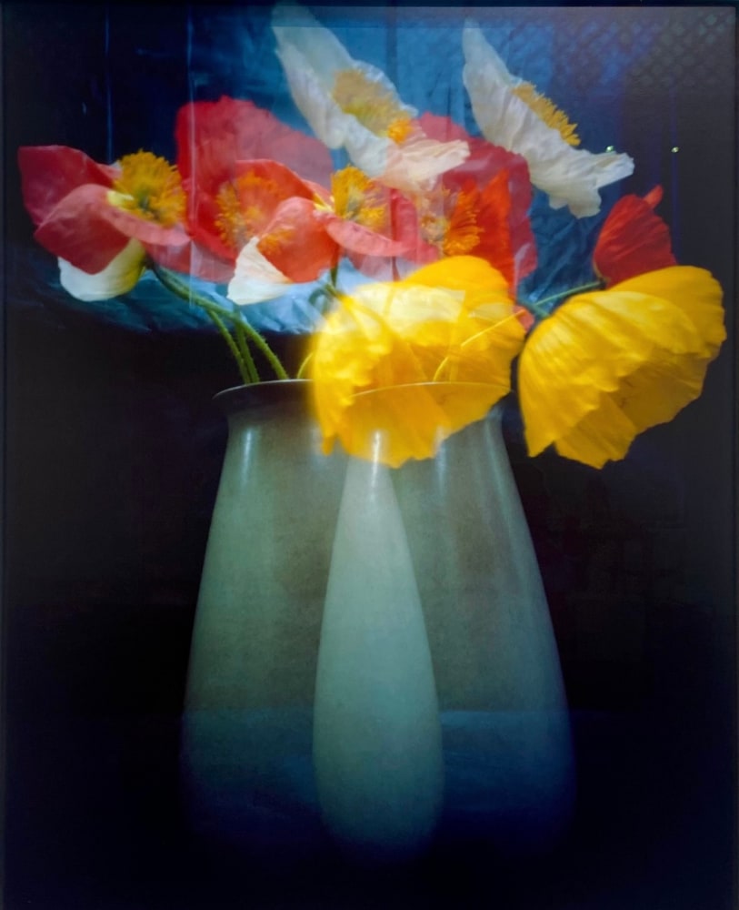 Kitty Bowe Hearty Double Poppies 1/3  2025 35 x 28 x 2 Archival pigment print