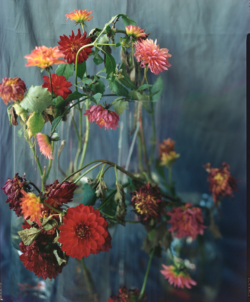 Last October Dahlias, I  46&quot; x 38&quot; or 32&quot; x 26&quot;  Archival Pigment Print  Edition of 5