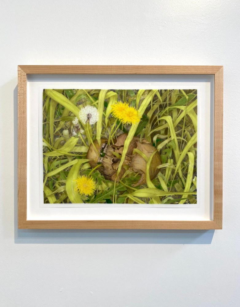 Caitlin Sullivan  Skull in Weeds  9&quot; x 12&quot;  Watercolor And Pencil On Frosted Mylar  2023