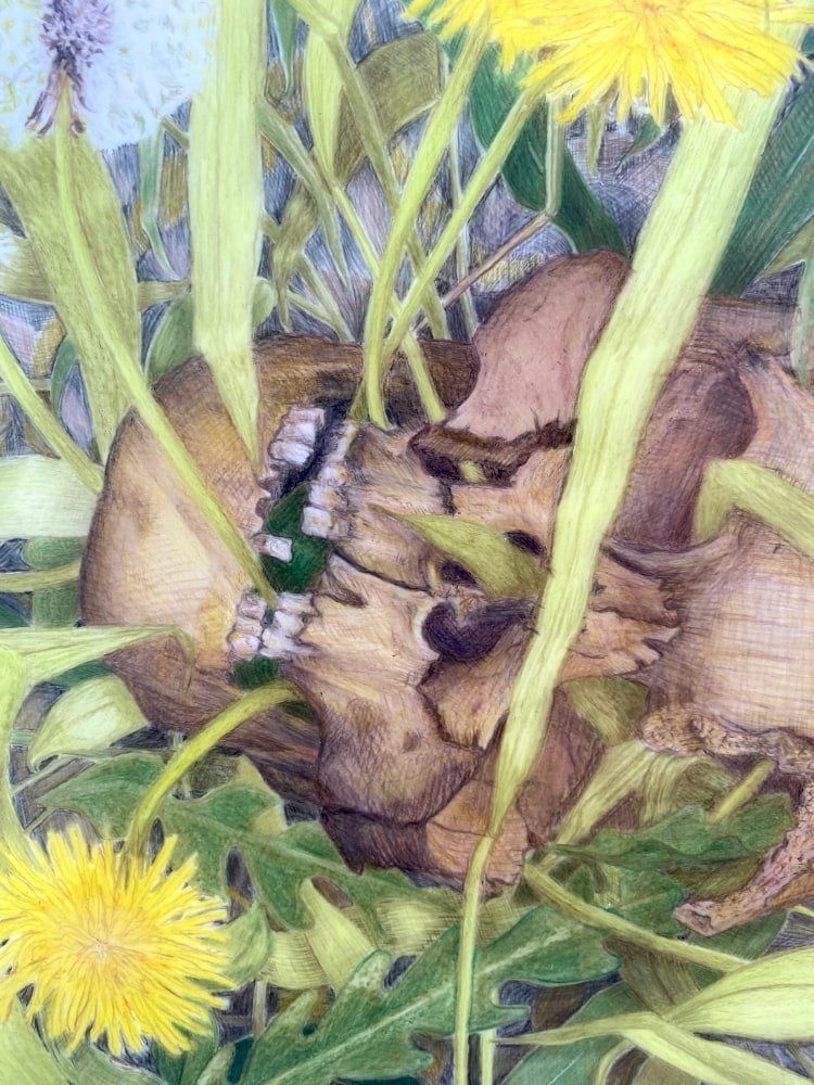 Caitlin Sullivan  Skull in Weeds  9&quot; x 12&quot;  Watercolor And Pencil On Frosted Mylar  2023