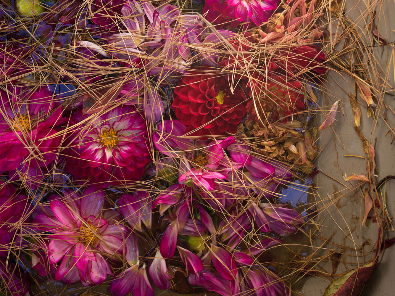 Pink Dahlias and Pine Needles (1743)  34″ x 45″ or 24″ x 29″  Limited Edition Signed Archival Pigment Prints  Editions of 5