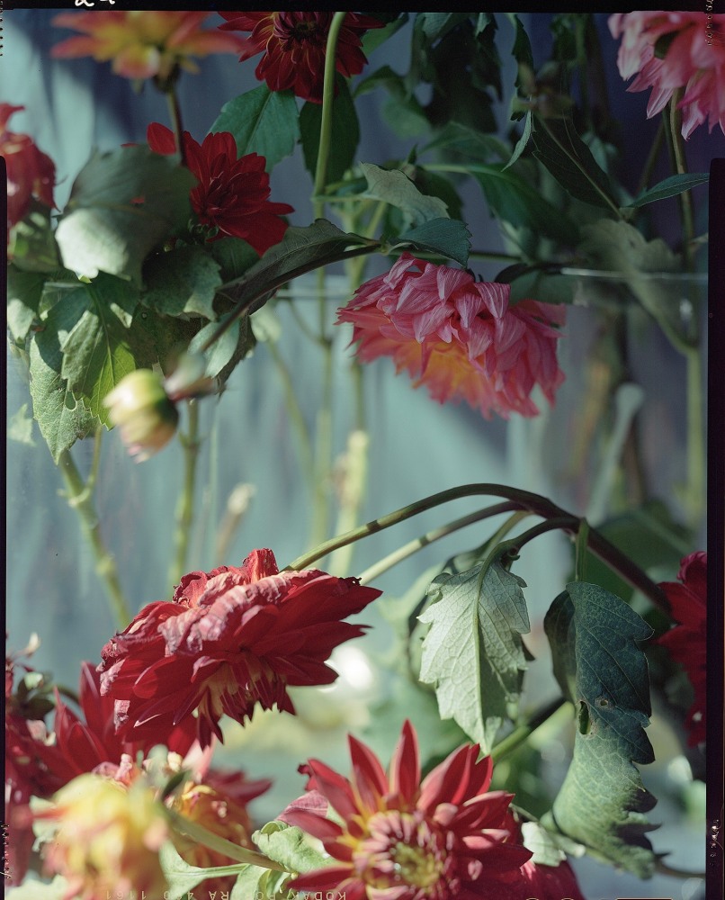 Last October Dahlias, III  46&quot; x 38&quot; or 32&quot; x 26&quot;  Archival Pigment Print  Edition of 5