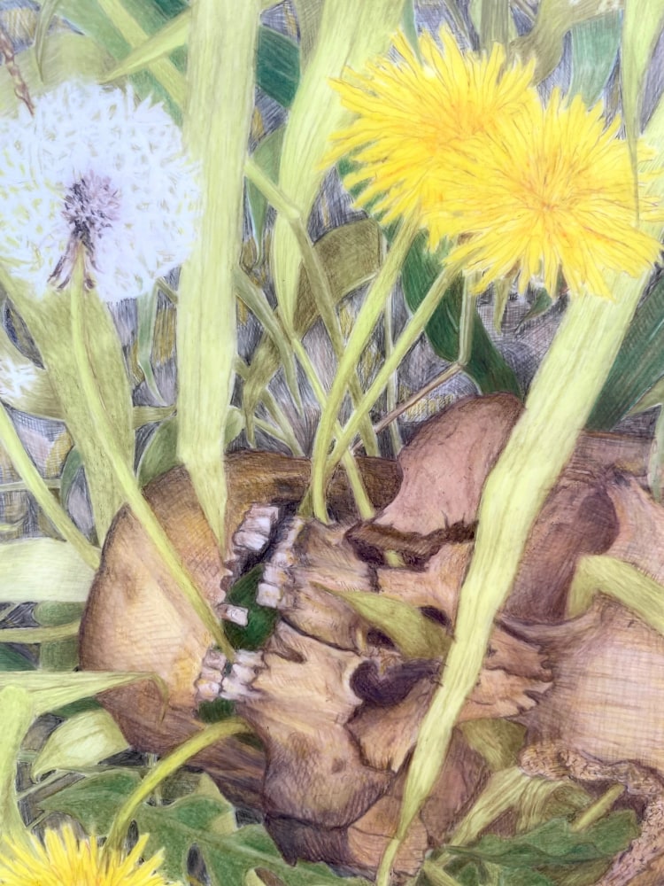 Caitlin Sullivan  Skull in Weeds  9&quot; x 12&quot;  Watercolor And Pencil On Frosted Mylar  2023