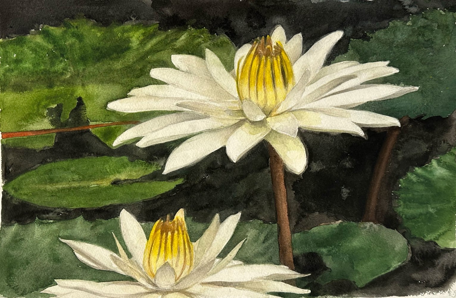 Waterlilies  12.5” x 17”  Watercolor On D’Arches Paper