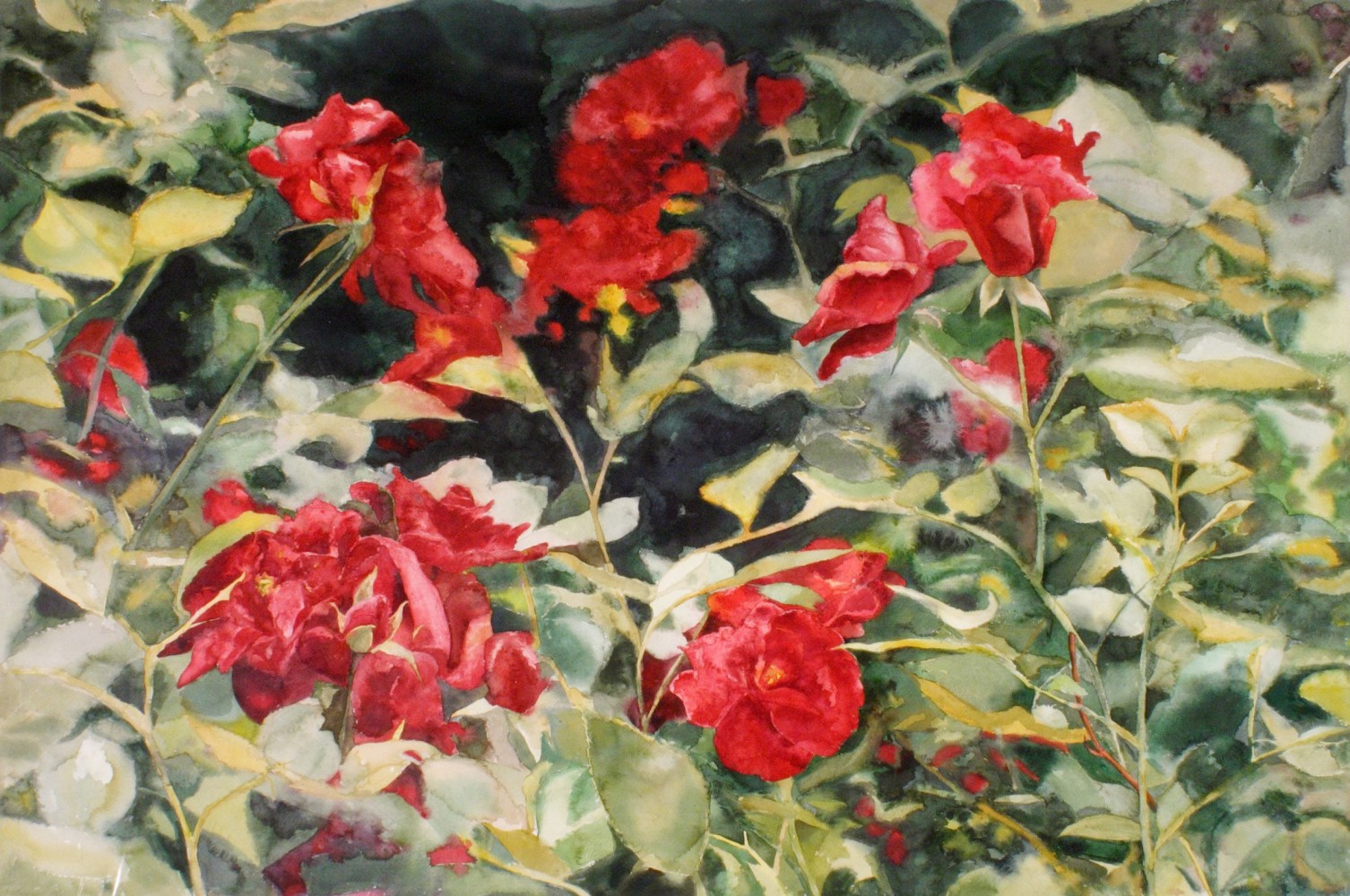 Garden Roses  40&quot; x 60&quot;  Watercolor On D'Arches Paper