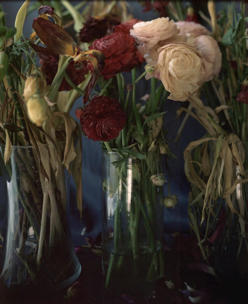 Pink &amp; Red Rananculus   46 x 38”, Edition of 5  Archival Pigment Prints