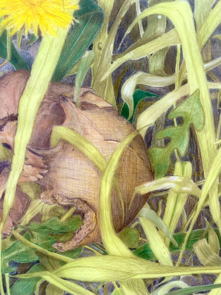 Caitlin Sullivan  Skull in Weeds  9&quot; x 12&quot;  Watercolor And Pencil On Frosted Mylar  2023