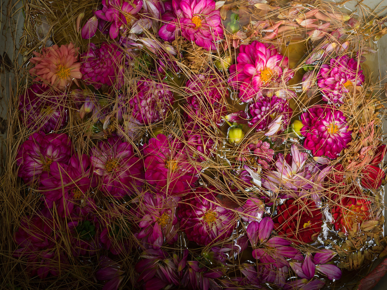 Pink Dahlias and Pine Needles (1753)  34″ x 45″ or 24″ x 29″  Limited Edition Signed Archival Pigment Prints  Editions of 5